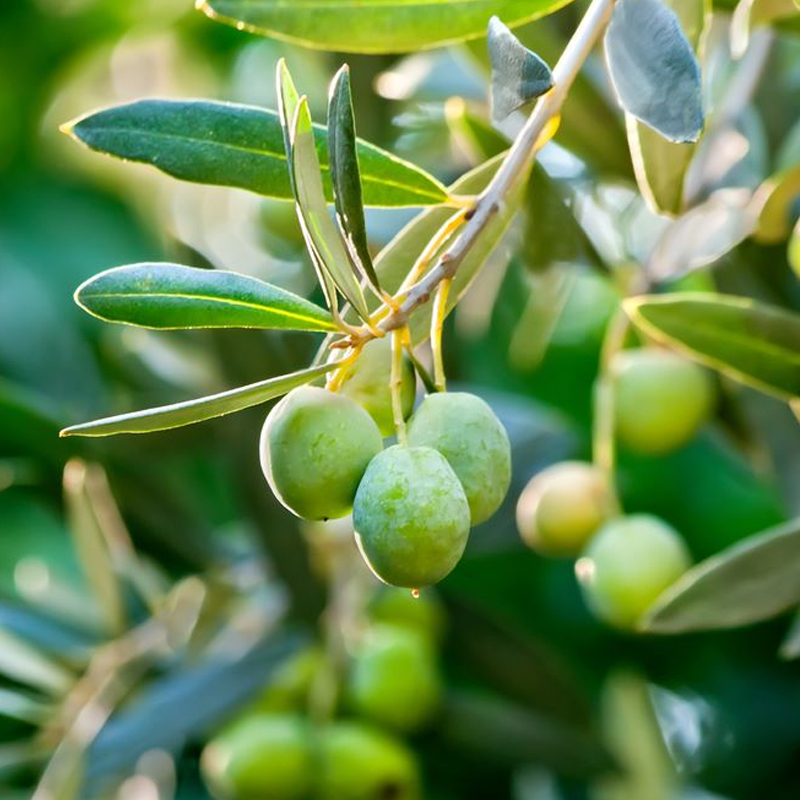 Plants Picholine En Tunisie Pepini re El Amen Plants Picholine En Tunisie Pepini re El Amen